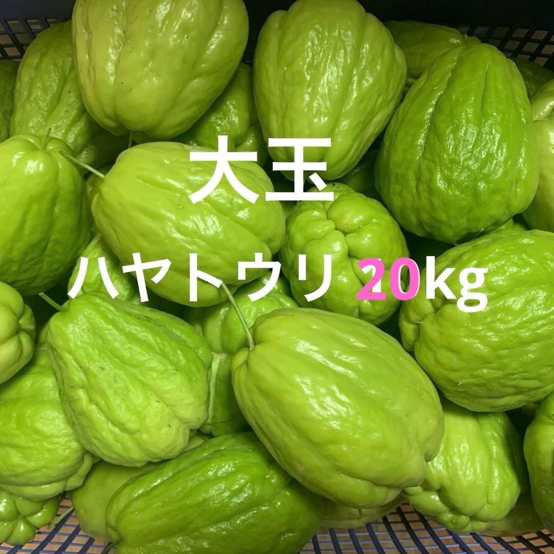 無農薬 種用にも！採れたて新鮮！大玉ツヤツヤ大玉ハヤトウリ（緑）20kg