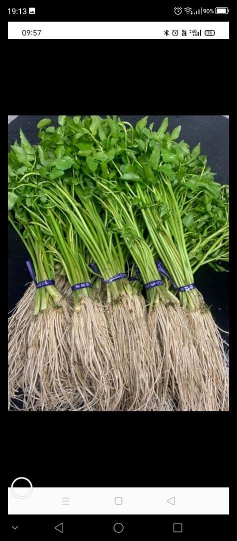せり20束 ゆんたんさん専用です。13日発送分です。