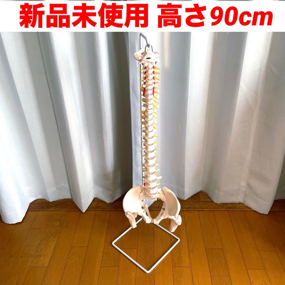脊柱模型 骨模型 人体模型 背骨 骸骨 骨格標本 オブジェ