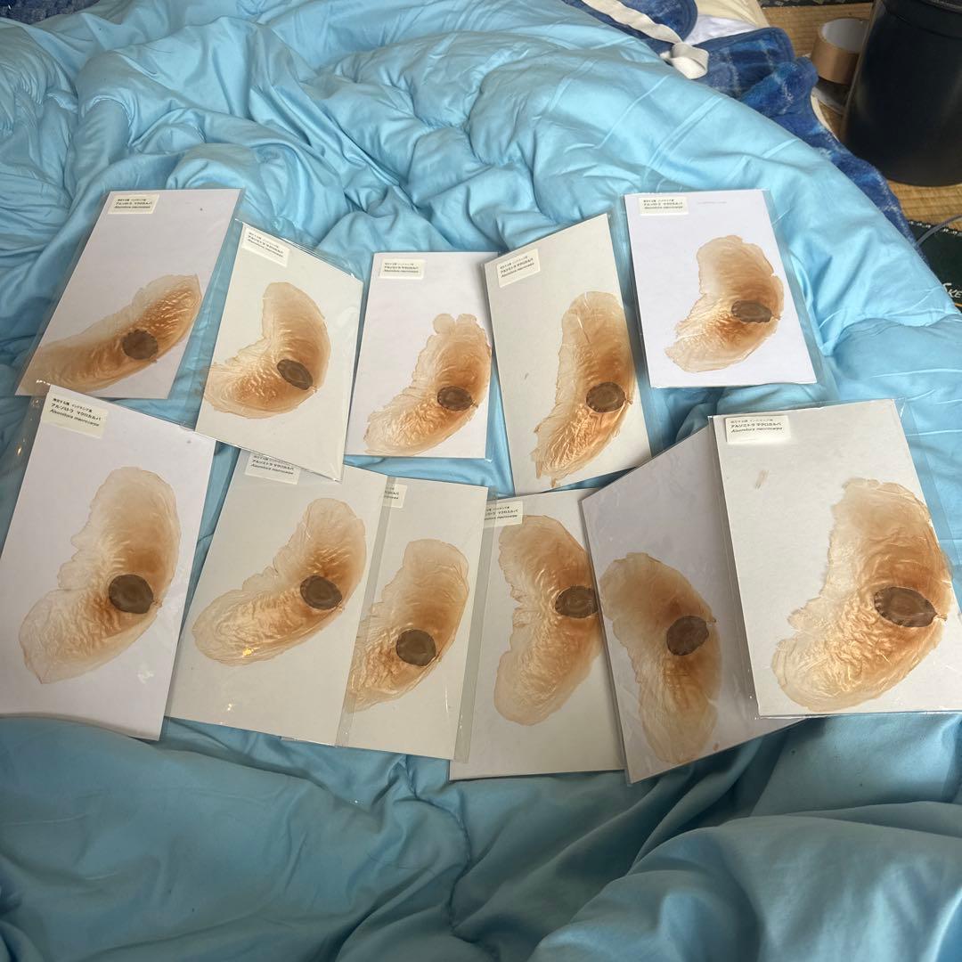 アルソミトラの種 11点セット★やや傷ありのためお得セット！￼￼