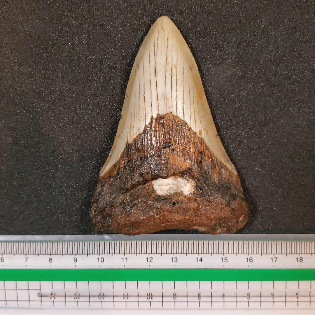メガロドン歯化石