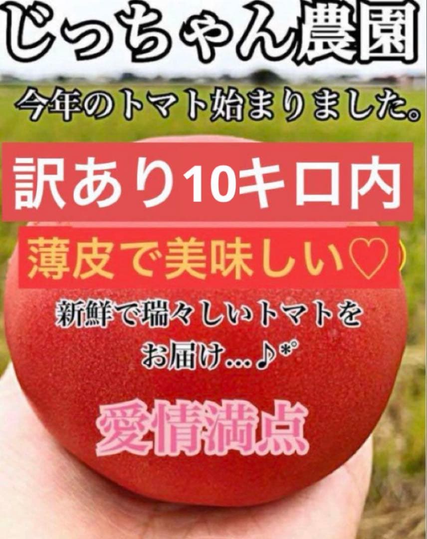 トマト とまと 新鮮野菜 農家直送 ハウス栽培 訳あり 規格外 お買い得 限定