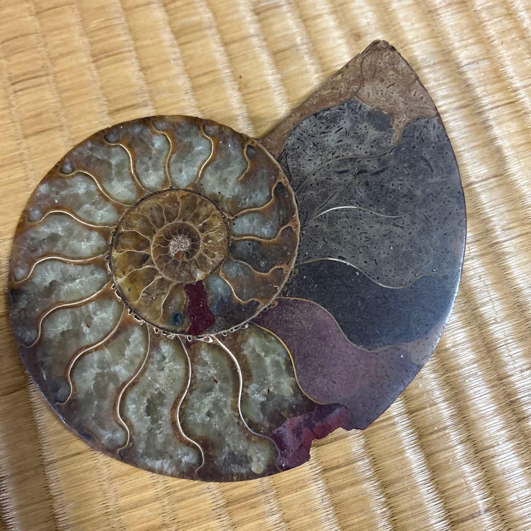 3点　化石　アンモナイト　等