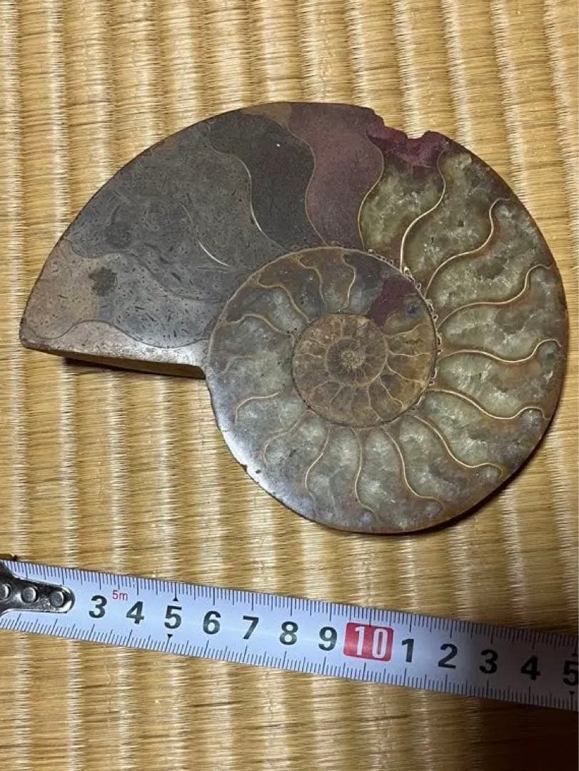 3点　化石　アンモナイト　等
