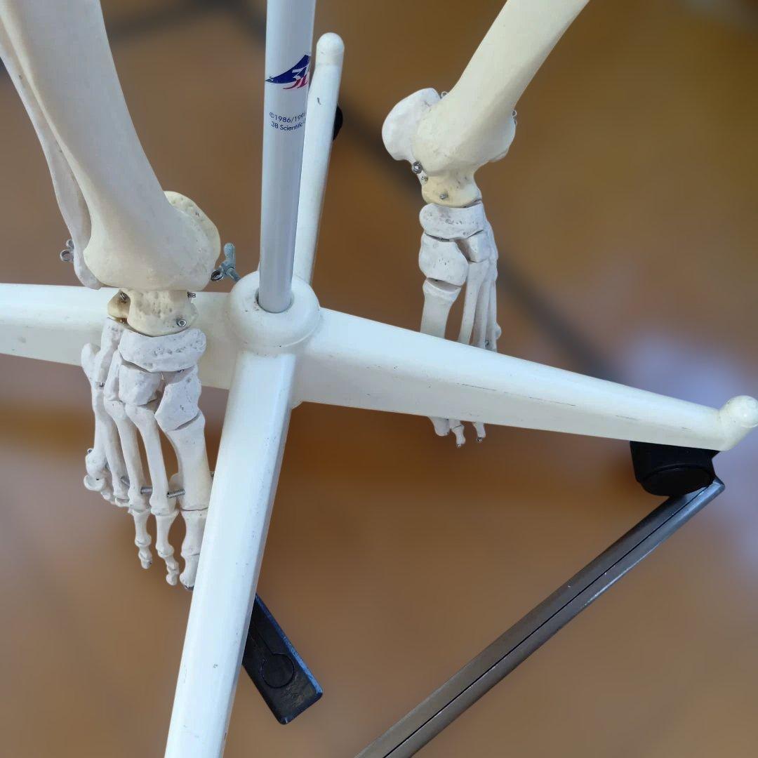 3B 骨格模型 ドイツ製 等身大 理学療法士 オステオパシー 整体 柔道整復師