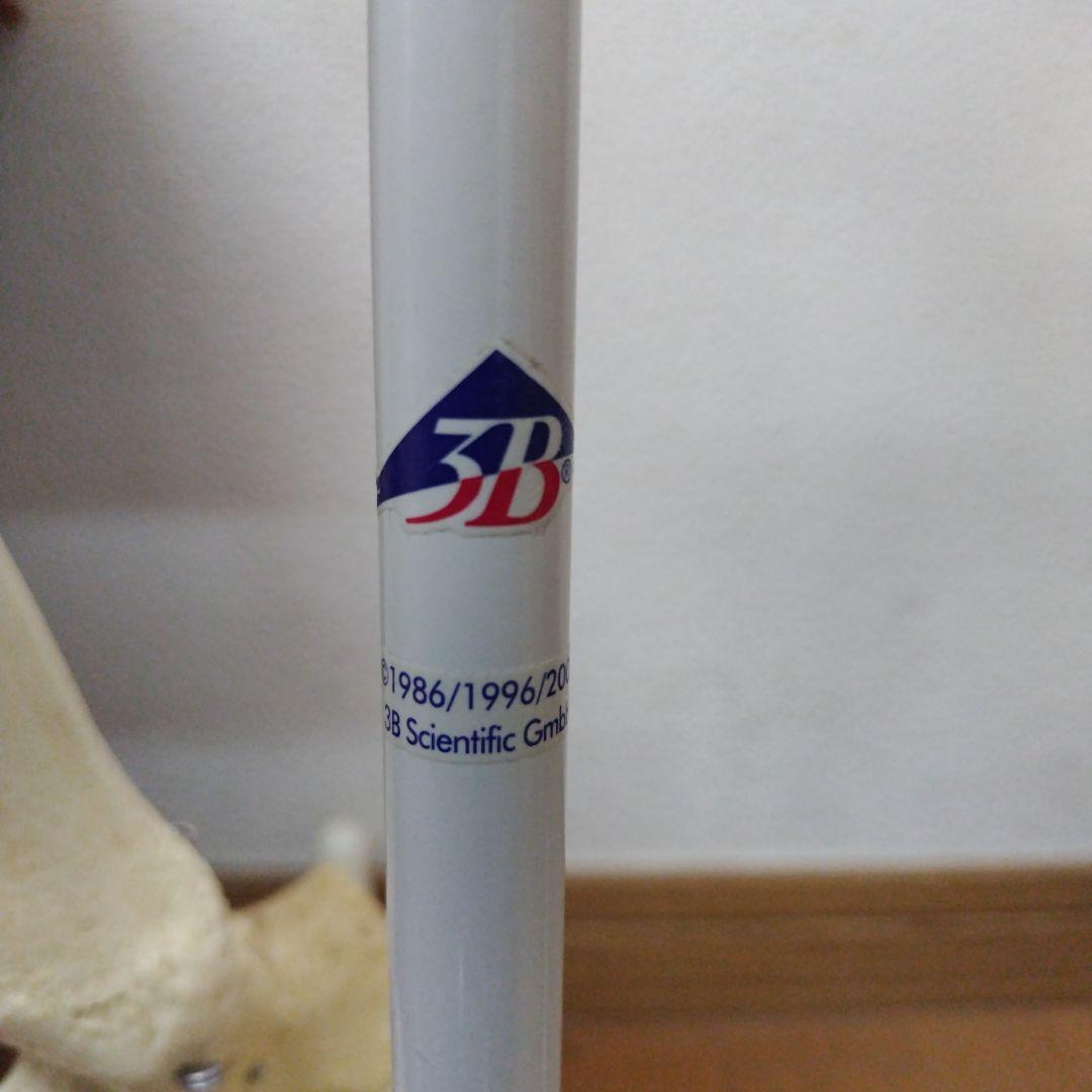 3B 骨格模型 ドイツ製 等身大 理学療法士 オステオパシー 整体 柔道整復師