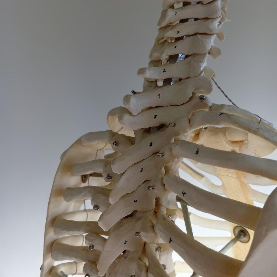 3B 骨格模型 ドイツ製 等身大 理学療法士 オステオパシー 整体 柔道整復師