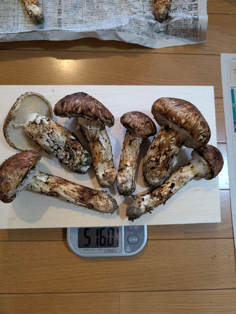 岩手県岩泉産松茸　状態◎10/19採り