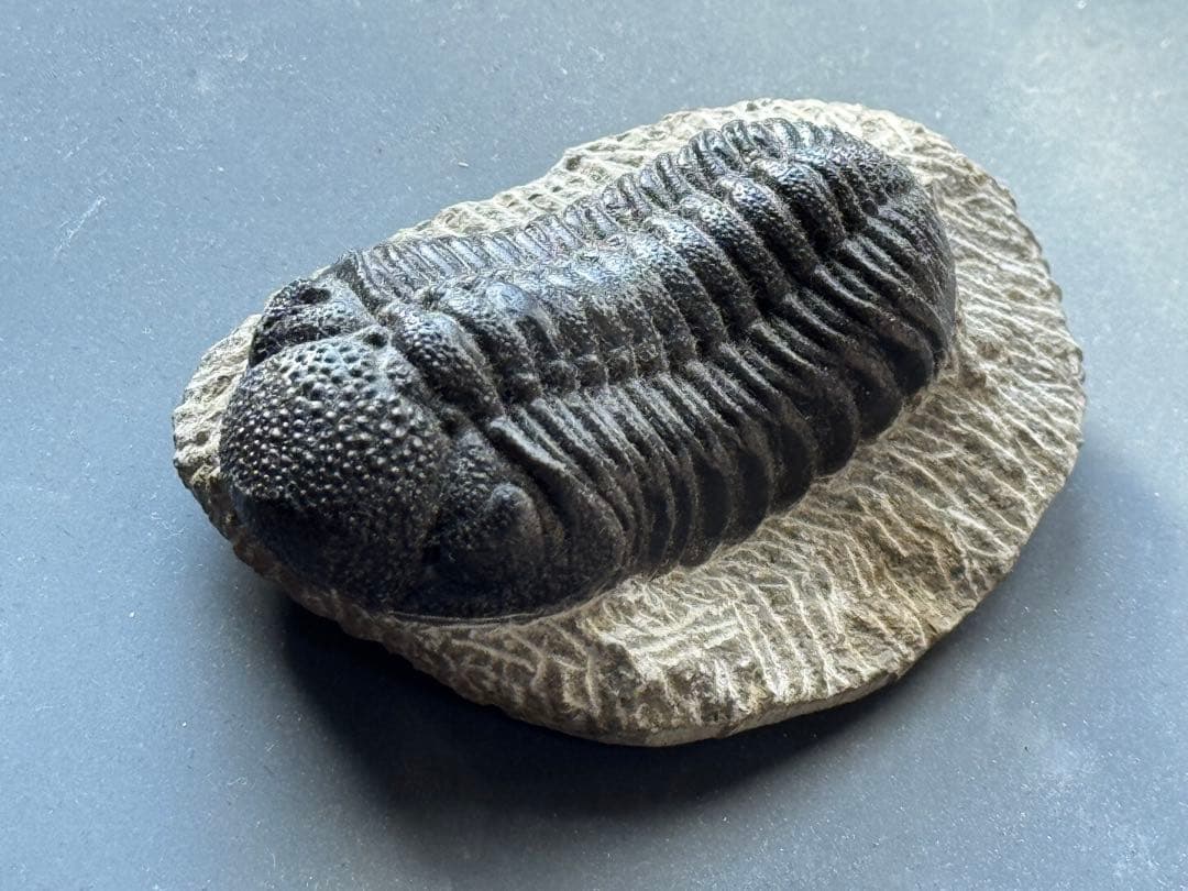 三葉虫 トリロバイト化石