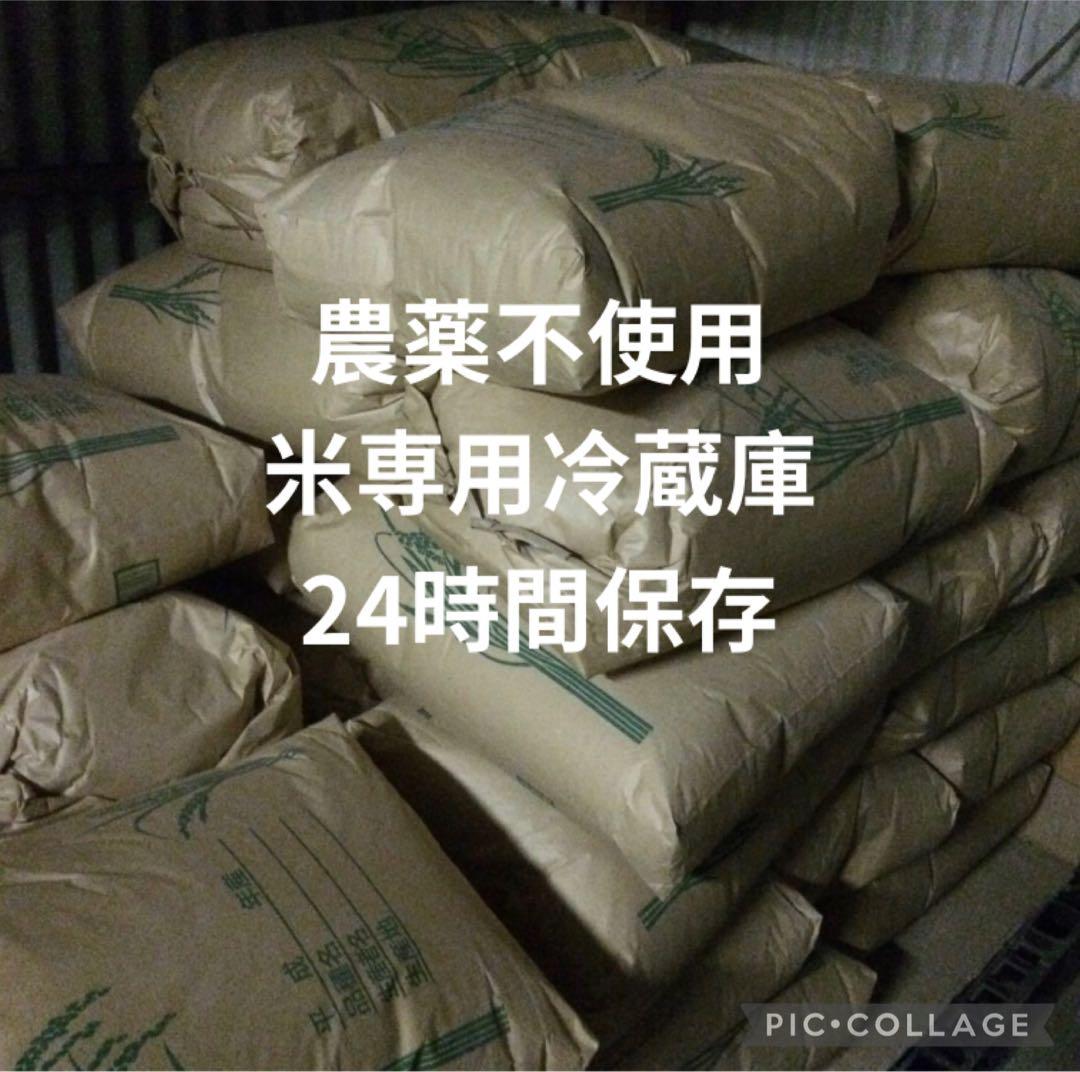 コシヒカリ 10kg ×2 農薬不使用 玄米 国産 農家直送 安心安全 美容健康