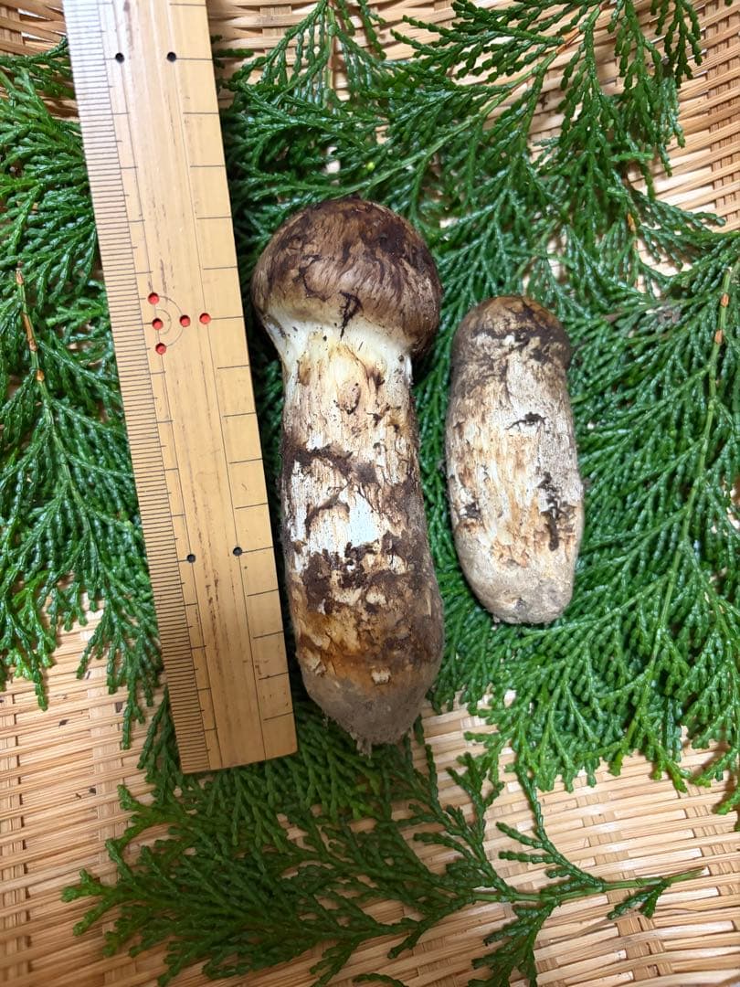 【極上】　国産松茸　　140g 徳島県産