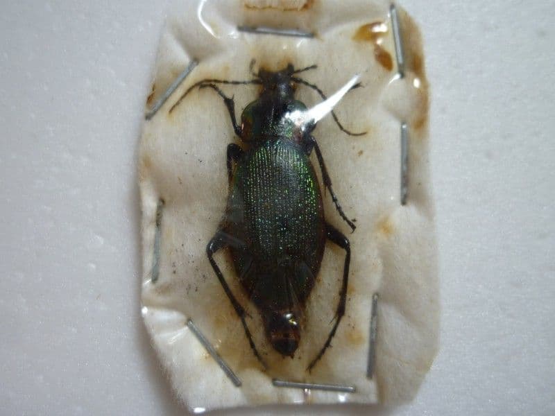 【外国産オサムシ標本】ウスリーキンオサムシ/黒龍江省.伊春産/33mm