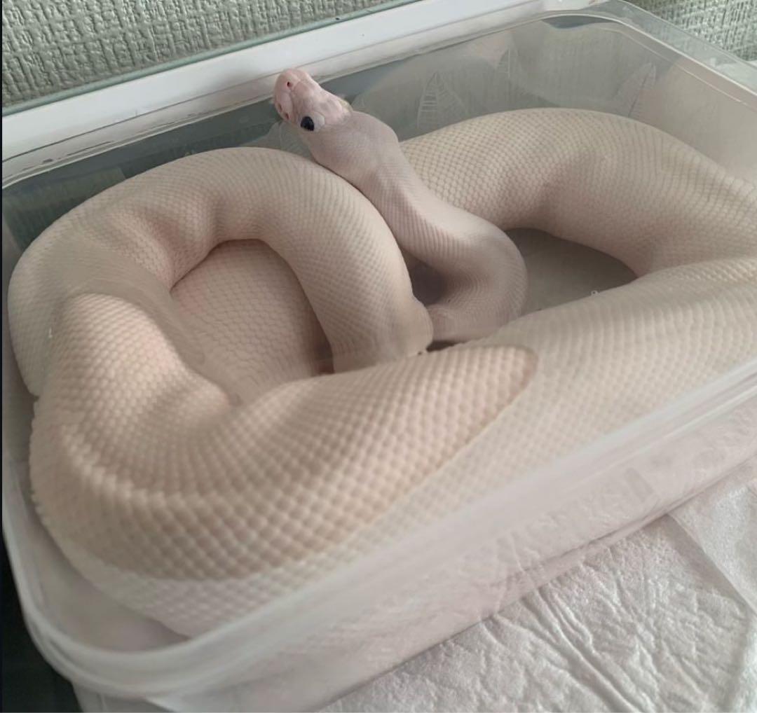 白蛇の脱皮殻 金運・財運のお守り