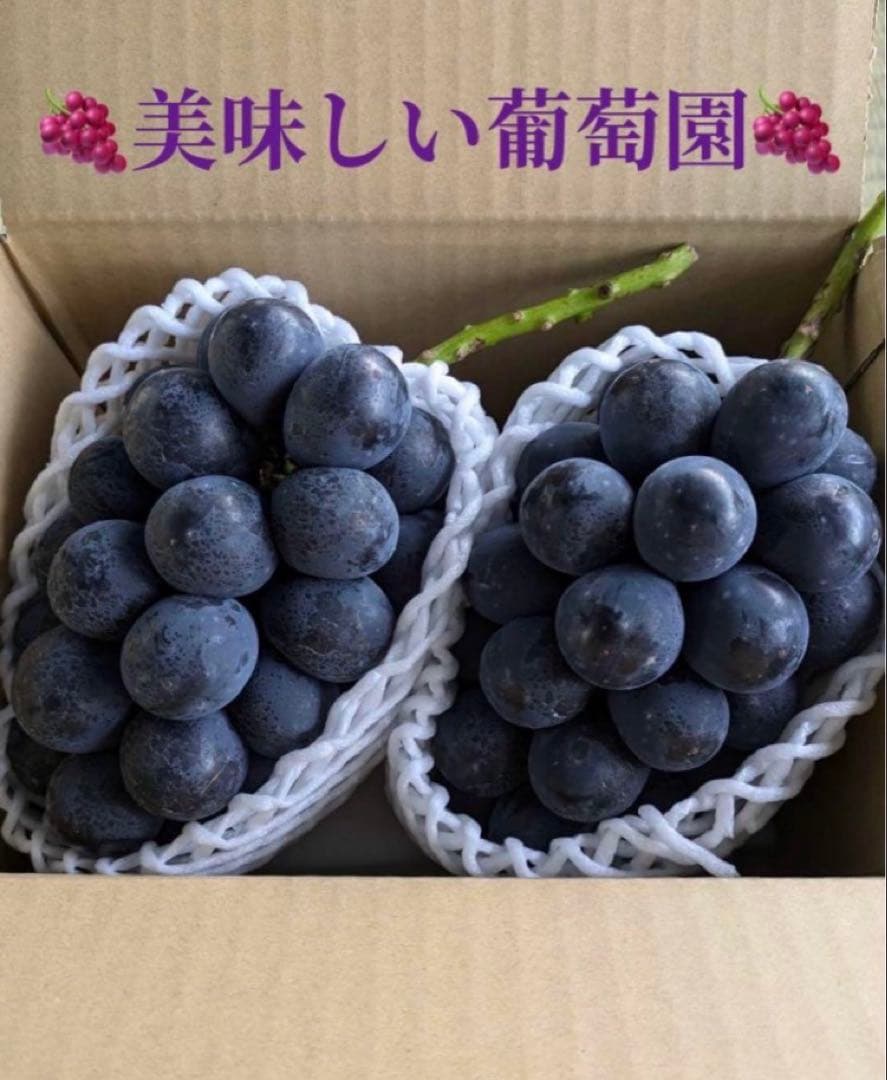 えりナガノパープル2房×2箱