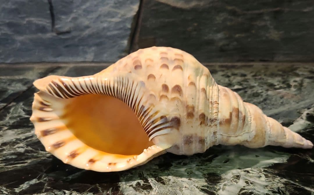 法螺貝　ホラ貝　25cm