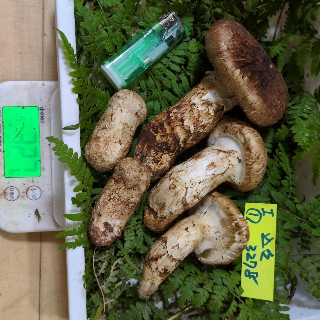 和歌山松茸　新鮮朝市　込み込み　327㌘