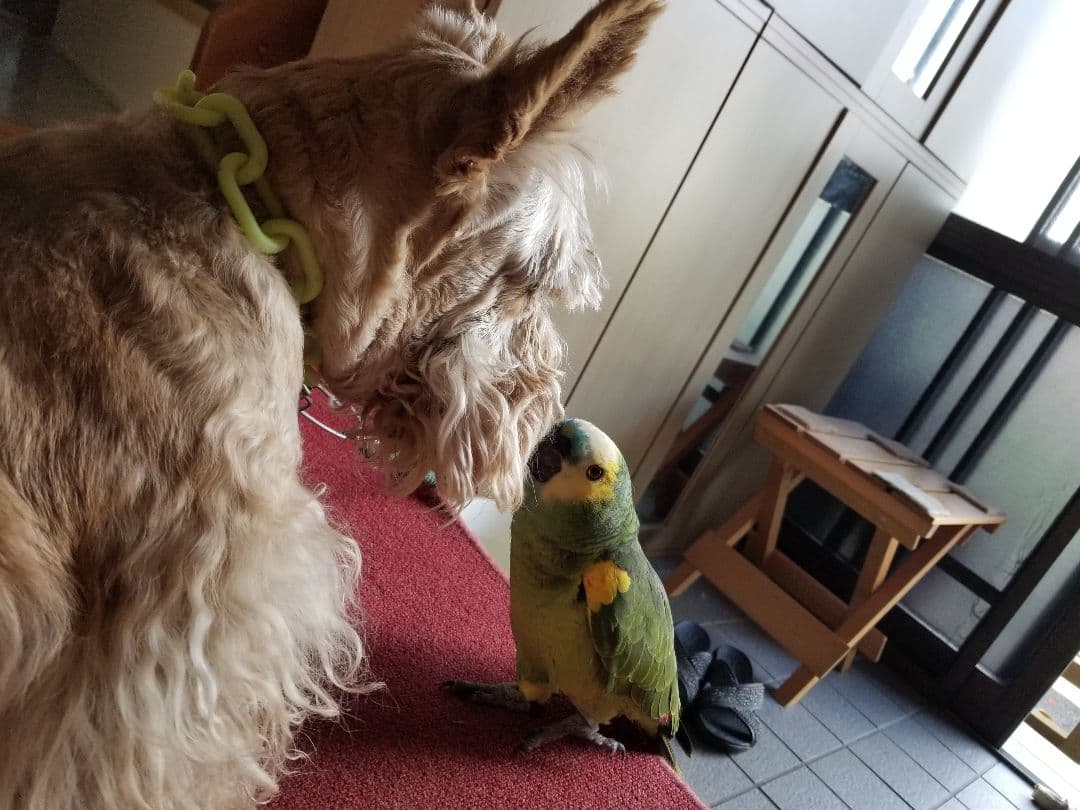 オウムスタンド&止まり木他オーダー品{コメント用}