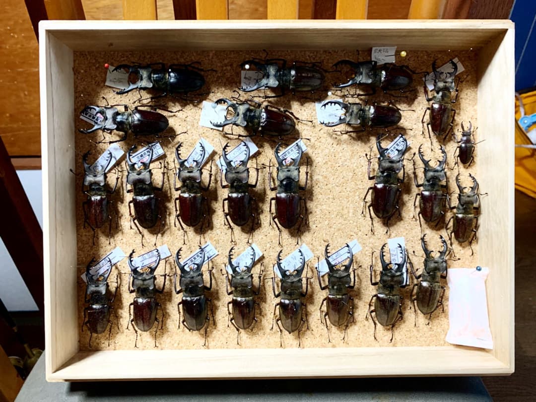 昆虫標本　二箱セット