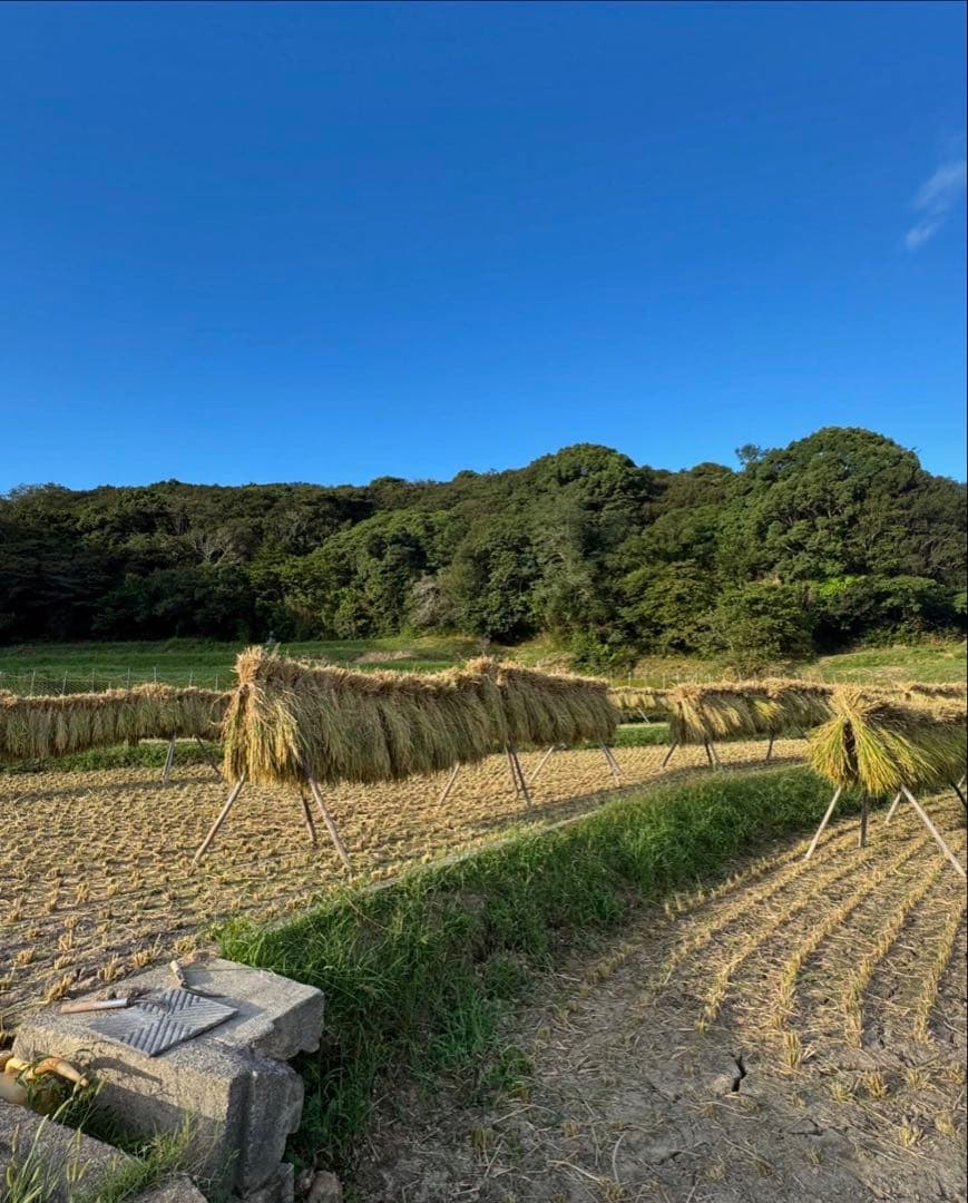 R7年度　兵庫県　南あわじ市産　お米10キロ　無洗米