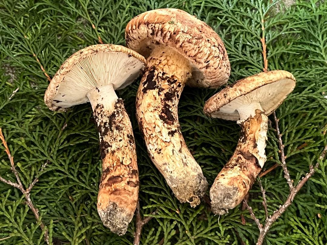 松茸　国産　山口県産　約170g やや傷みあり特価　11月11日10時収穫