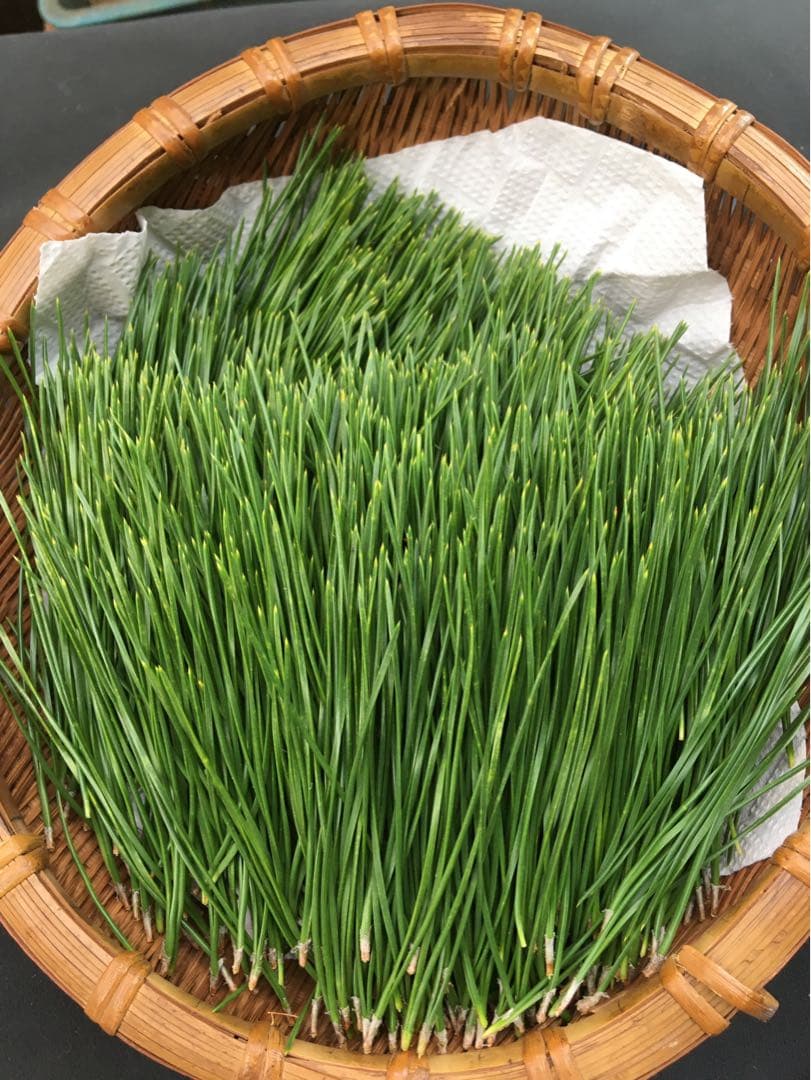 黒松　松葉　100g 生葉　松　松の葉　フレッシュ　メルカリ便