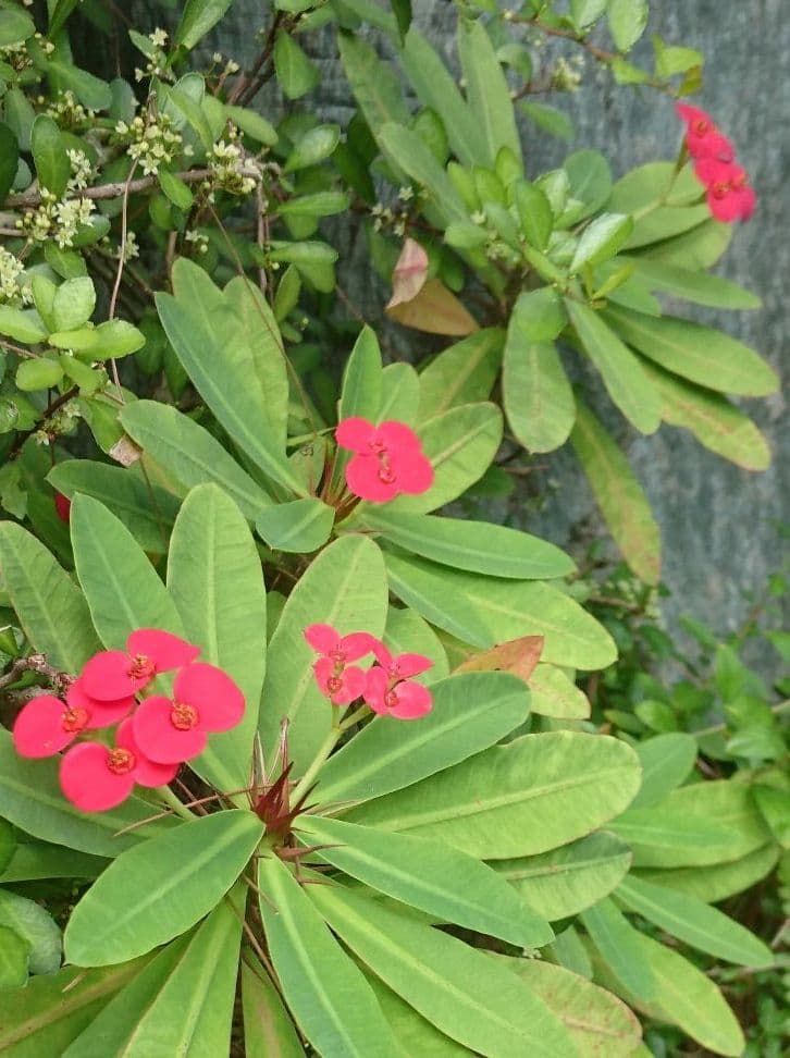 【備前焼】中村六郎　窯変徳利