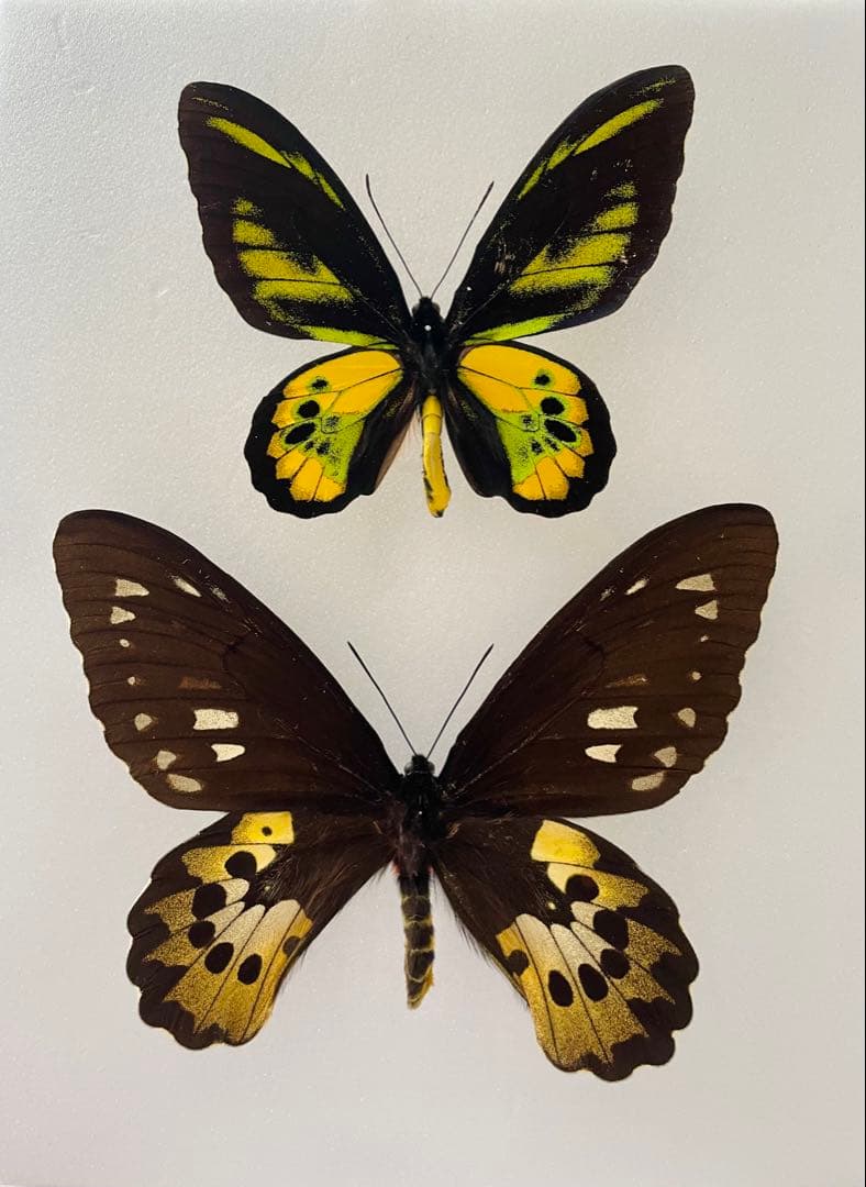 【ペア】ロスチャイルドトリバネアゲハ（インドネシア産）