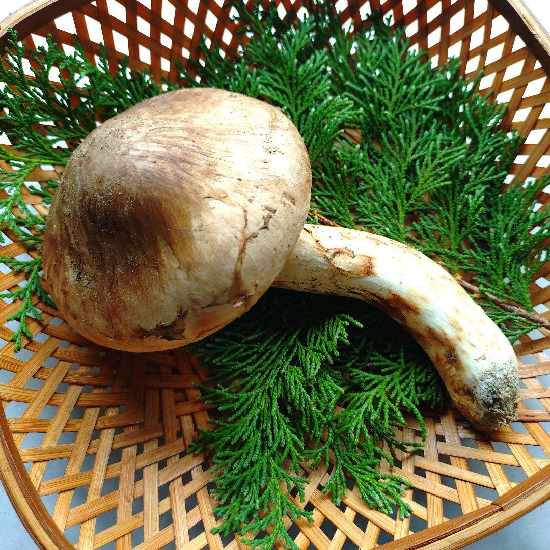 10/24 南信州産 松茸 140g