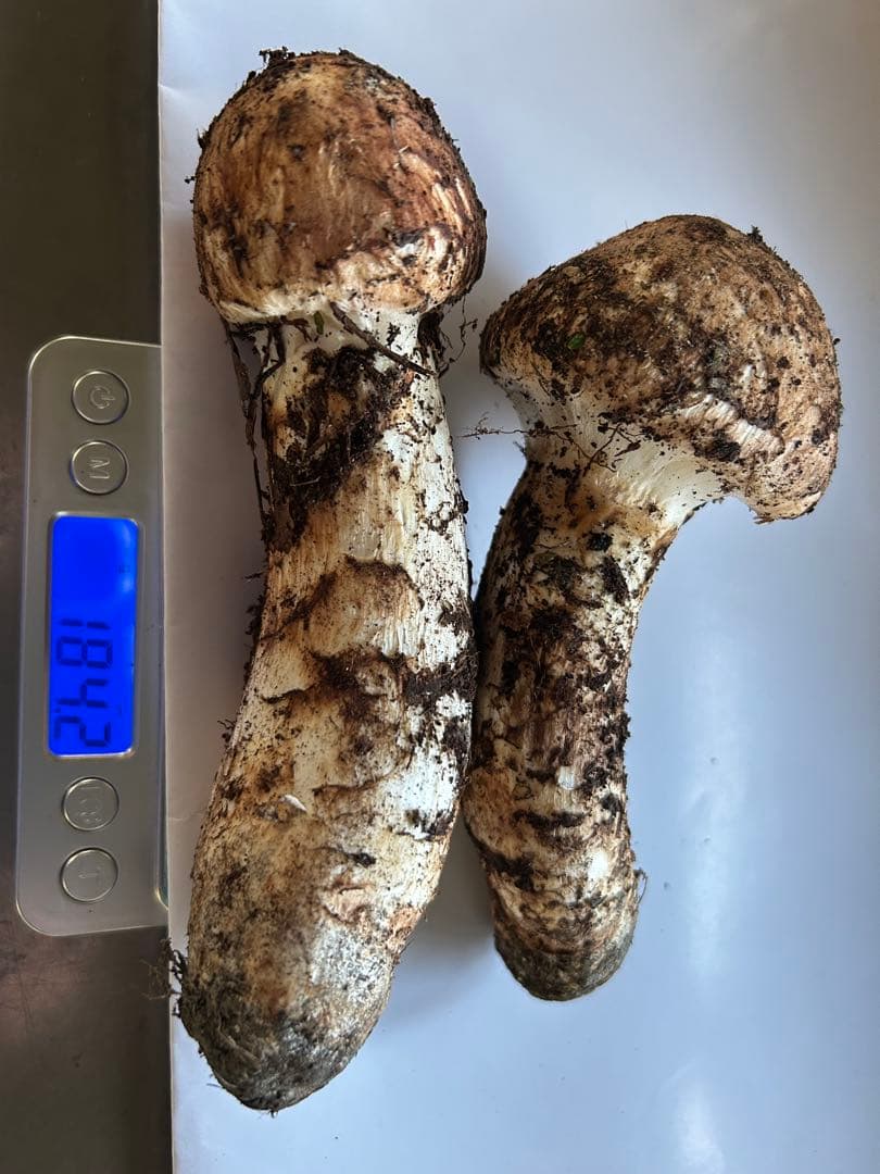 え*ん様 えぐちゃん様 松茸　和歌山県高野山産　松茸　約184g