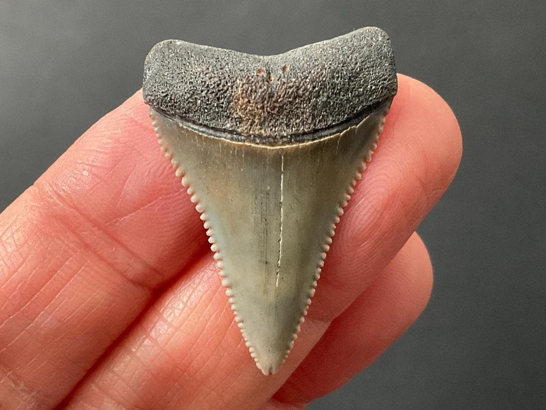 ホホジロザメの歯 [GR229] 化石 希少 レア