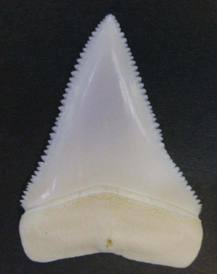 ホホジロザメ（C. carcharias）の歯（A’級）49.9mm