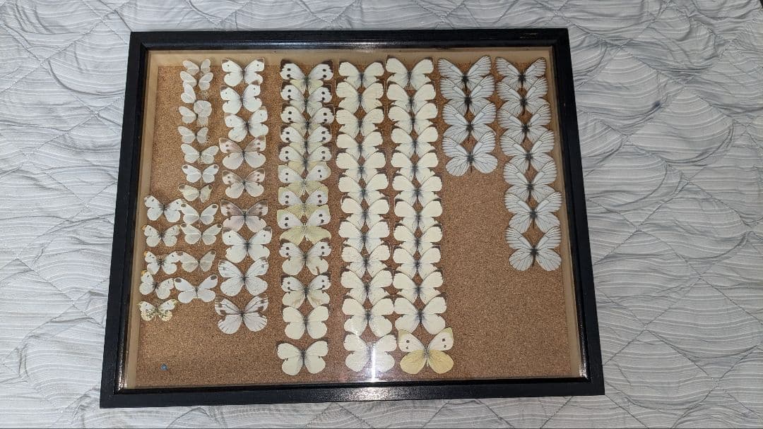 北海道産　シロチョウ科　セット