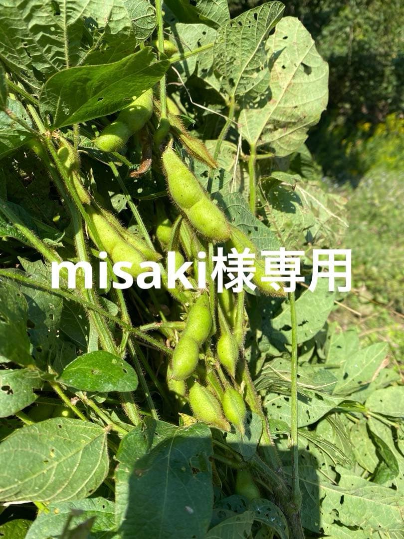 丹波篠山黒枝豆セット