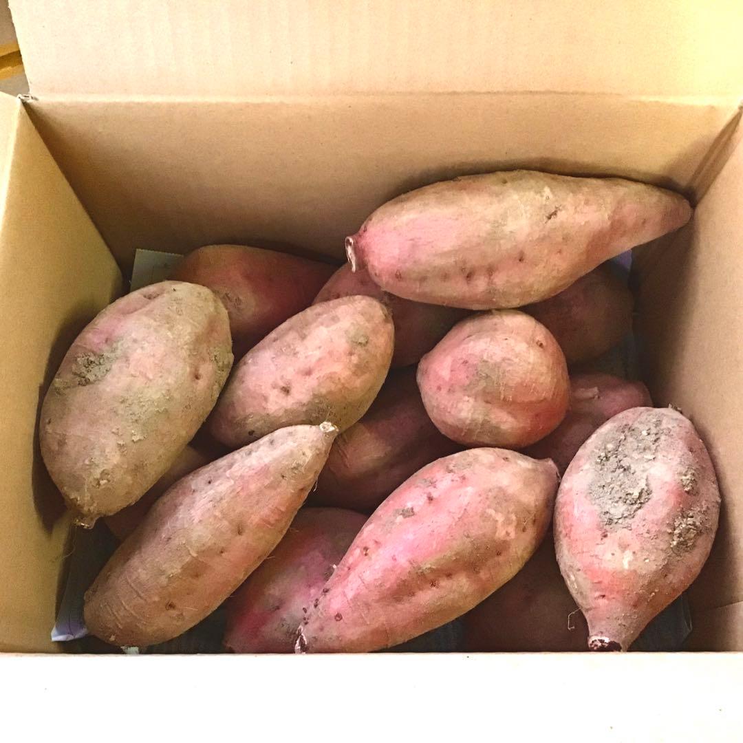 種子島産安納芋　MLサイズ20kgさつまいも 安納芋　紅　#20