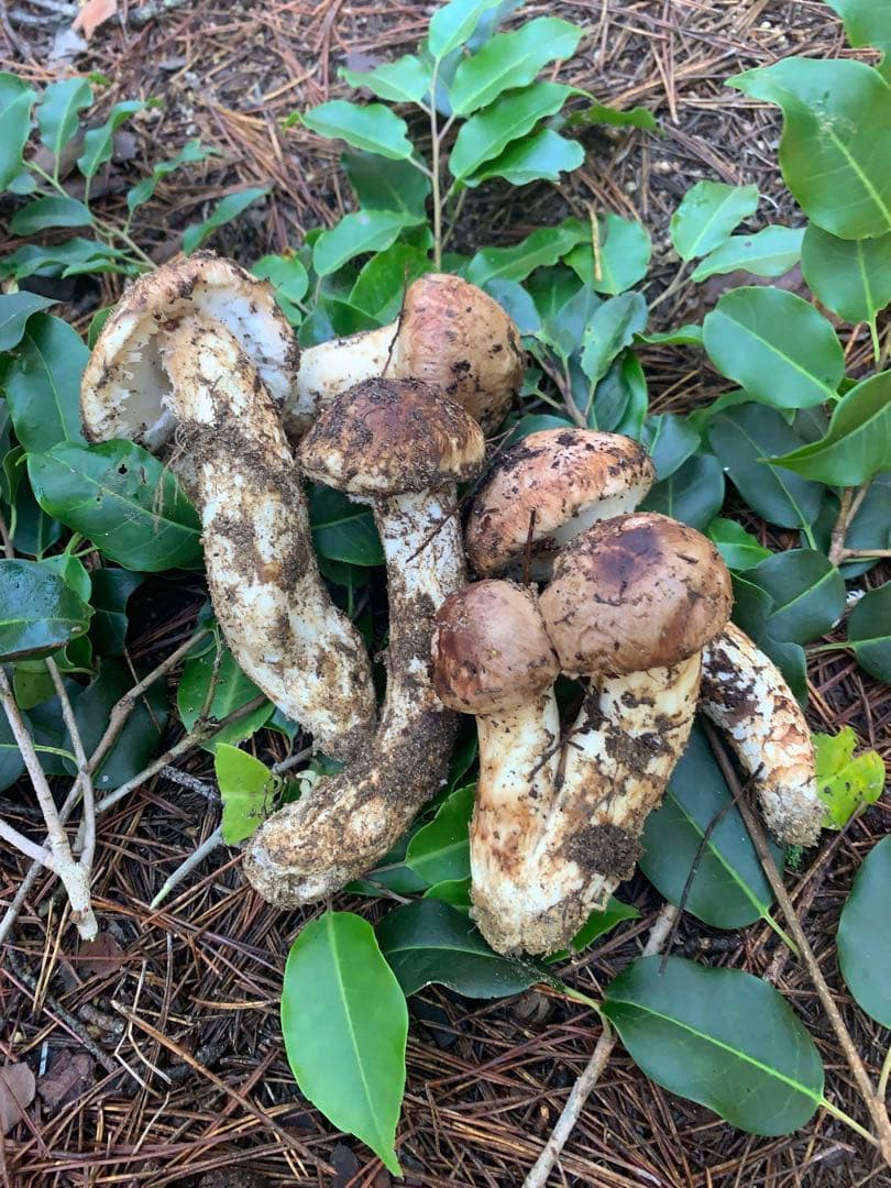 南信州産　天然松茸206g