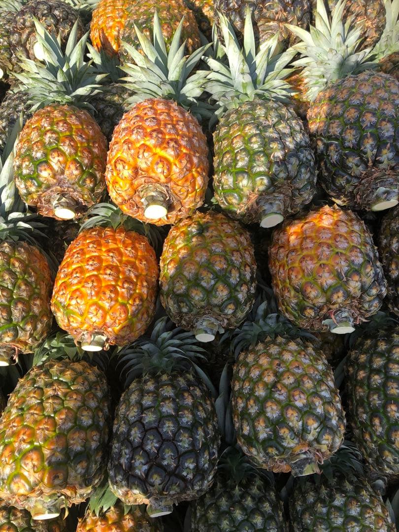 kozoゴールドバレル2玉‼️クール便込