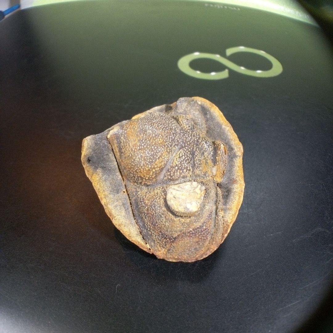 三葉虫　化石　fossil　ボリビア産　trilobite　ボリビア三葉虫郡②