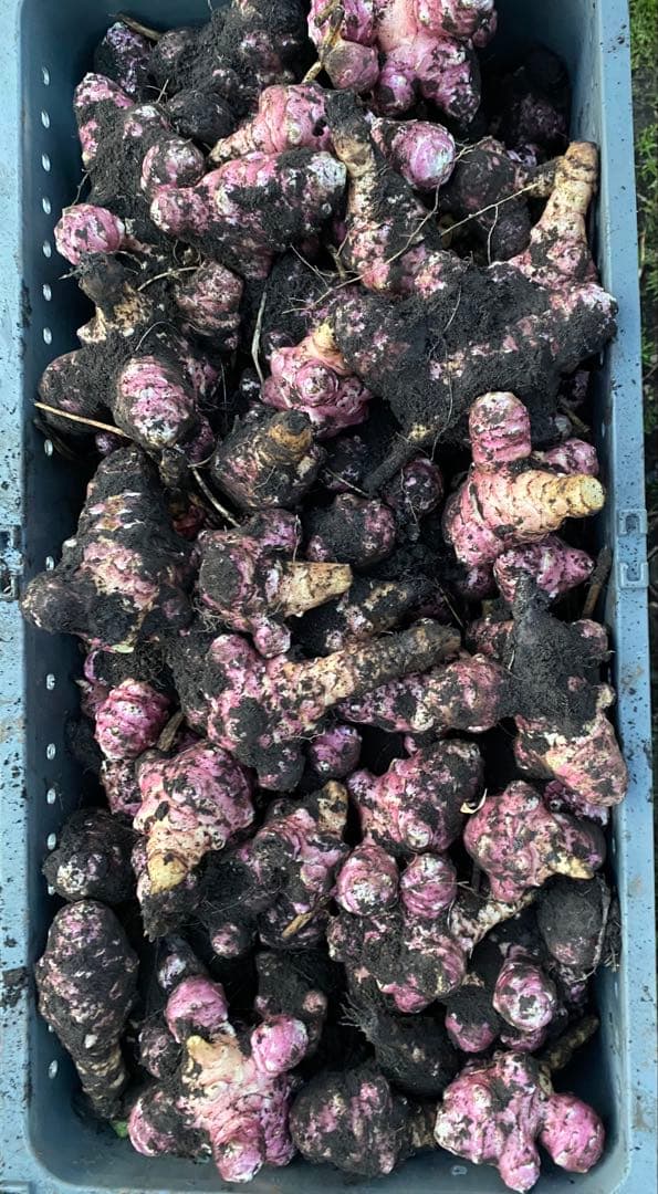 青森県産　紫菊芋　箱込み約20kg 栽培期間中農薬不使用