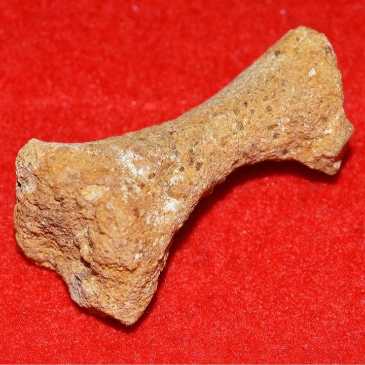 モロッコ産 ガリアネミスの肢骨化石