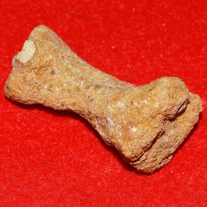 モロッコ産 ガリアネミスの肢骨化石