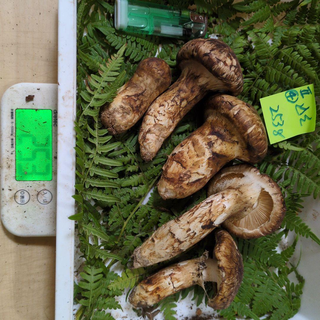 本日最終　和歌山松茸　新鮮朝市　込み込み　253㌘