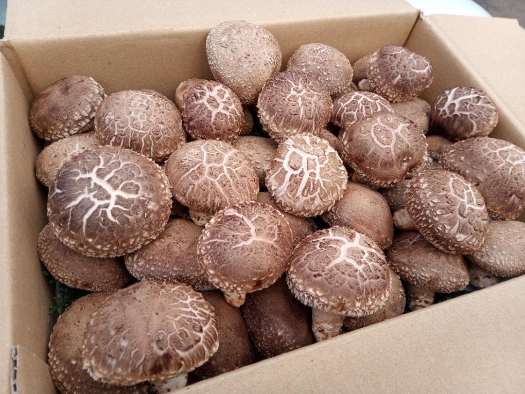 フォロー無しでのお値下げさまご予約専用 大分県特産 生どんこ椎茸「秋子」ダブル