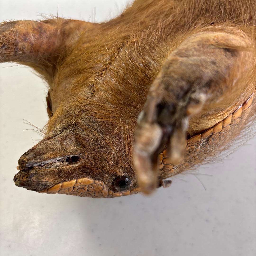 アルマジロ剥製