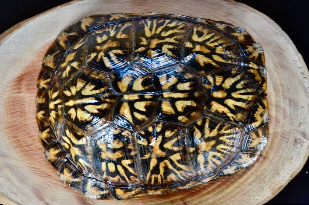 トウブハコガメ骨格標本(甲羅) 極美放射模様　剥製　爬虫類