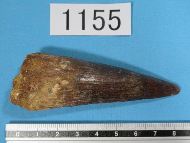 スピノサウルスの歯　86mm　恐竜　No.1155