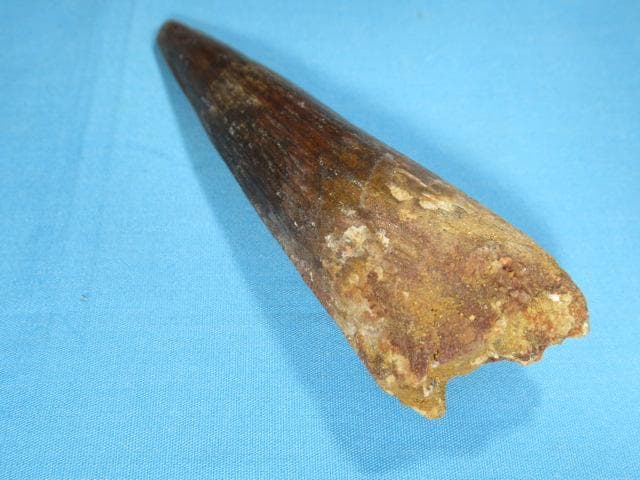 スピノサウルスの歯　86mm　恐竜　No.1155