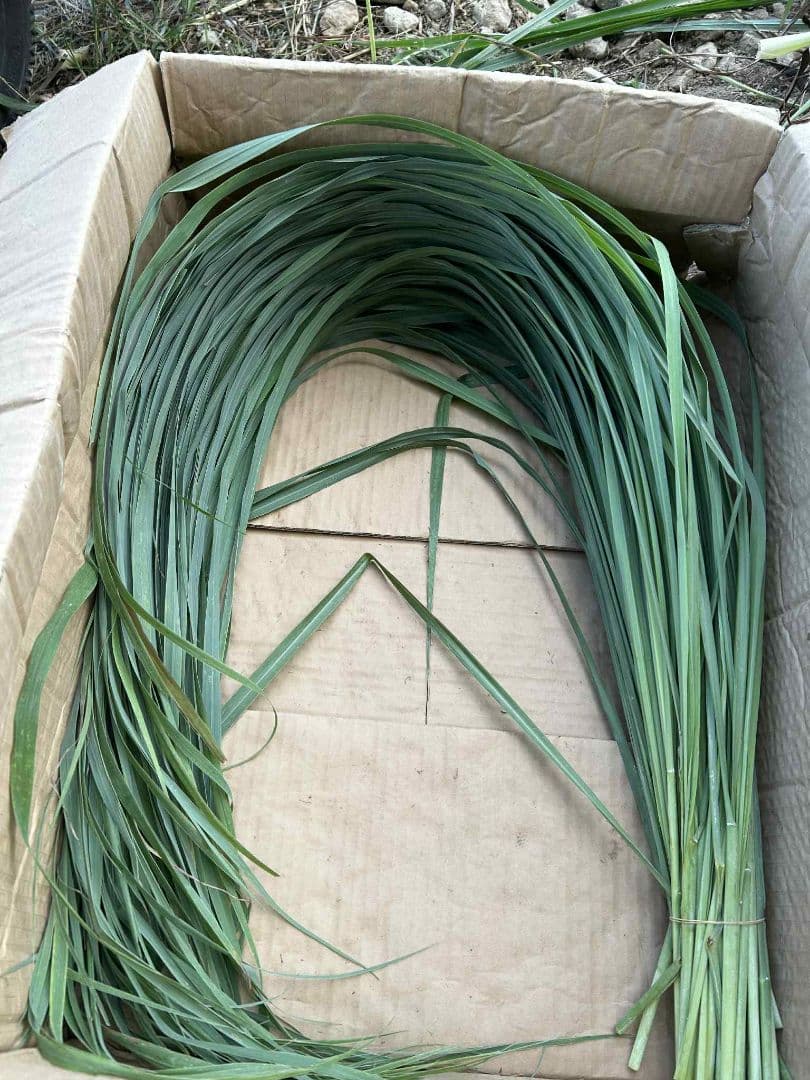 完全無農薬レモングラスの葉 15キログラム