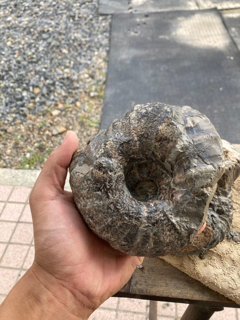 アンモナイト　2つセット　化石