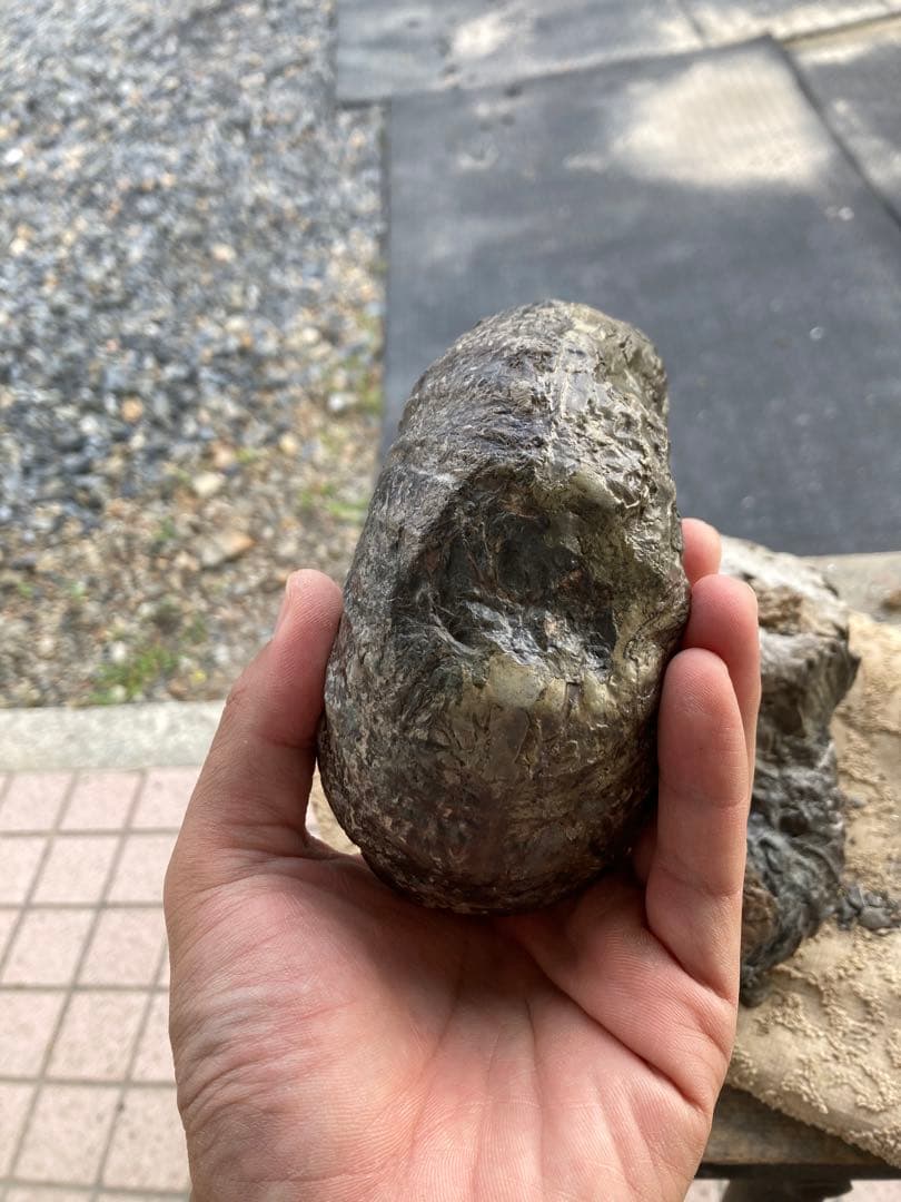 アンモナイト　2つセット　化石