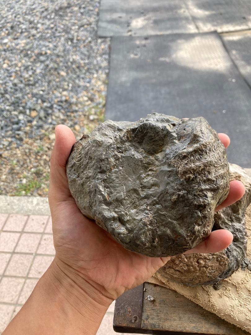 アンモナイト　2つセット　化石